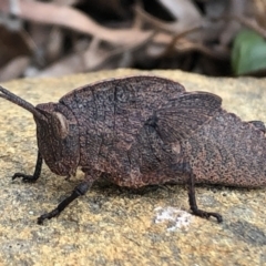 Goniaea australasiae (Gumleaf grasshopper) at Sutton, NSW - 4 Oct 2022 by Whirlwind