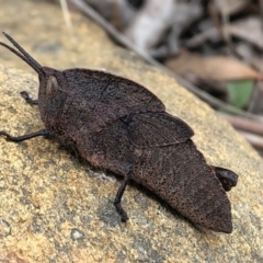 Goniaea australasiae at Sutton, NSW - 4 Oct 2022 03:03 PM