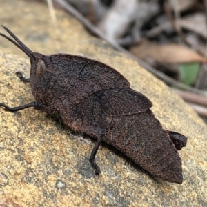 Goniaea australasiae at Sutton, NSW - 4 Oct 2022 03:03 PM