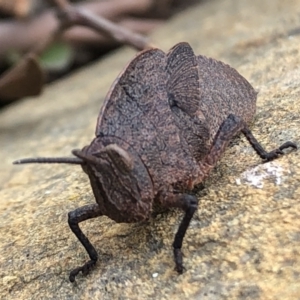 Goniaea australasiae at Sutton, NSW - 4 Oct 2022 03:03 PM