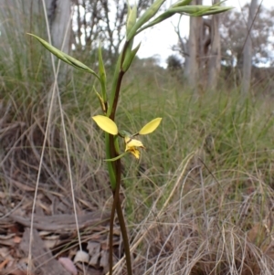 Diuris nigromontana at Cook, ACT - 1 Oct 2022