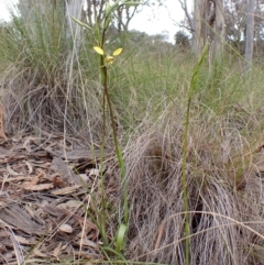 Diuris nigromontana at Cook, ACT - 1 Oct 2022