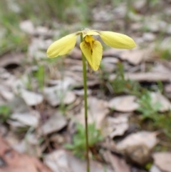 Diuris chryseopsis (Golden Moth) at Cook, ACT - 1 Oct 2022 by CathB