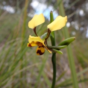 Diuris nigromontana at Cook, ACT - 1 Oct 2022