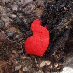 Tubifera ferruginosa (Raspberry Slime) at Aranda Bushland - 3 Oct 2022 by CathB