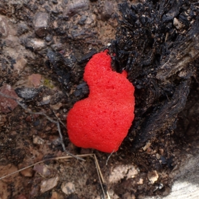 Tubifera ferruginosa (Raspberry Slime) at Aranda Bushland - 3 Oct 2022 by CathB