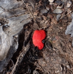 Tubifera ferruginosa Complex at Cook, ACT - 3 Oct 2022 03:48 PM