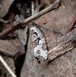 Sciaphila debiliana at Aranda, ACT - 4 Oct 2022 10:48 AM