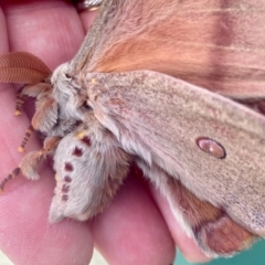 Opodiphthera helena at Braidwood, NSW - 5 Oct 2022 09:03 AM