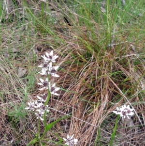 Wurmbea dioica subsp. dioica at Hawker, ACT - 4 Oct 2022