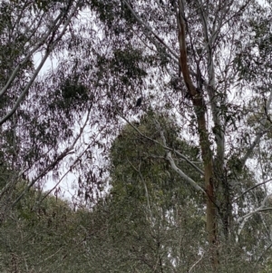 Callocephalon fimbriatum at Cotter River, ACT - suppressed