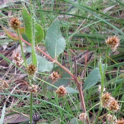Luzula densiflora (Dense Wood-rush) at The Pinnacle - 3 Oct 2022 by sangio7