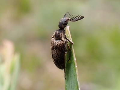 Ptilophorus sp. (genus) (Wedge-shaped beetle) at Aranda, ACT - 3 Oct 2022 by CathB