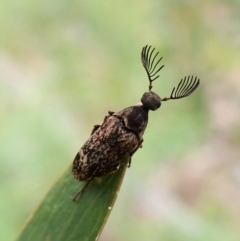 Ptilophorus sp. (genus) at Aranda, ACT - 4 Oct 2022