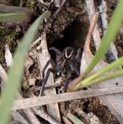 Venatrix sp. (genus) (Unidentified Venatrix wolf spider) at Aranda Bushland - 4 Oct 2022 by CathB