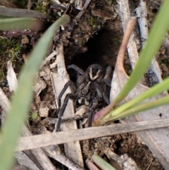 Venatrix sp. (genus) (Unidentified Venatrix wolf spider) at Aranda, ACT - 4 Oct 2022 by CathB