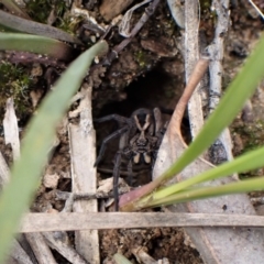 Venatrix sp. (genus) at Aranda, ACT - 4 Oct 2022