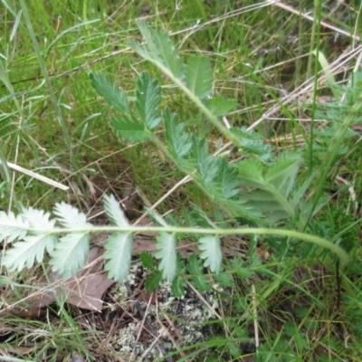 Acaena x ovina (Sheep's Burr) at Hawker, ACT - 4 Oct 2022 by sangio7