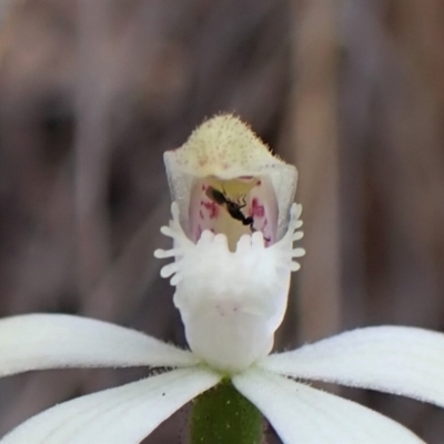 Unidentified Parasitic wasp (numerous families) at Aranda, ACT - 4 Oct 2022 by CathB