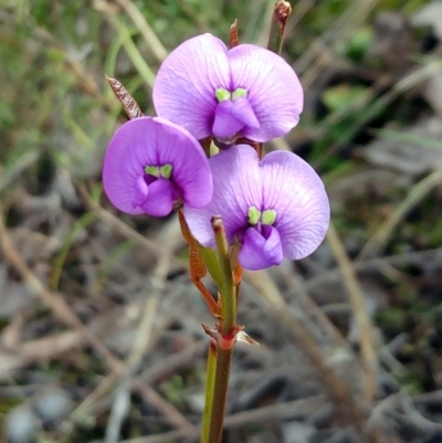 Hardenbergia violacea (False Sarsaparilla) at Hawker, ACT - 4 Oct 2022 by sangio7