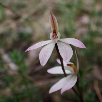 Caladenia carnea (Pink Fingers) at Point 49 - 4 Oct 2022 by CathB