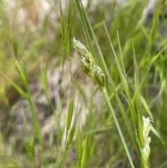 Carex inversa (Knob Sedge) at Hackett, ACT - 3 Oct 2022 by JaneR