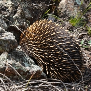 Tachyglossus aculeatus at Stromlo, ACT - 3 Oct 2022