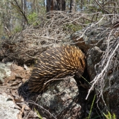 Tachyglossus aculeatus at Stromlo, ACT - 3 Oct 2022