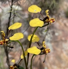 Diuris pardina (Leopard Doubletail) at Hackett, ACT - 3 Oct 2022 by JaneR