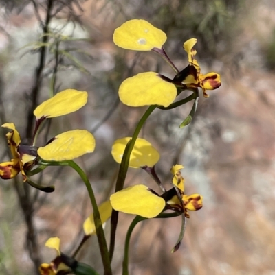 Diuris pardina (Leopard Doubletail) at Mount Ainslie - 3 Oct 2022 by JaneR