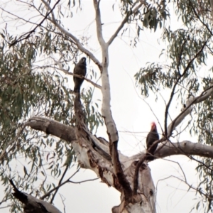 Callocephalon fimbriatum at Aranda, ACT - suppressed