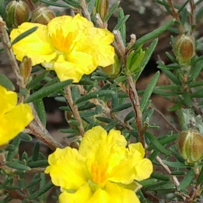 Hibbertia calycina (Lesser Guinea-flower) at Hawker, ACT - 4 Oct 2022 by sangio7