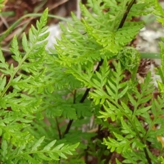 Cheilanthes austrotenuifolia (Rock Fern) at Hawker, ACT - 4 Oct 2022 by sangio7