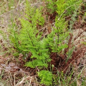 Cheilanthes austrotenuifolia at Hawker, ACT - 4 Oct 2022 10:30 AM