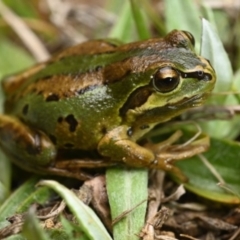 Litoria verreauxii verreauxii (Whistling Tree-frog) at Mount Clear, ACT - 19 Nov 2020 by BrianLR