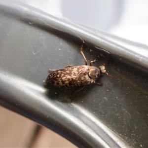 Ptilophorus sp. (genus) at Cook, ACT - 4 Oct 2022 01:51 PM