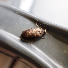 Ptilophorus sp. (genus) at Cook, ACT - 4 Oct 2022 01:51 PM