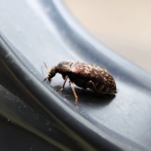 Ptilophorus sp. (genus) at Cook, ACT - 4 Oct 2022 01:51 PM