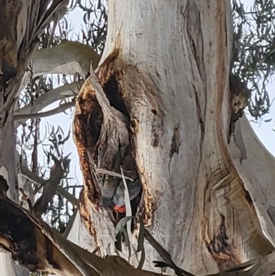 Callocephalon fimbriatum (Gang-gang Cockatoo) - 1 Jan 1900 by Sally1978
