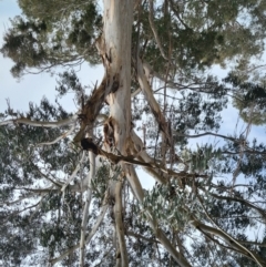 Callocephalon fimbriatum at Campbell, ACT - suppressed