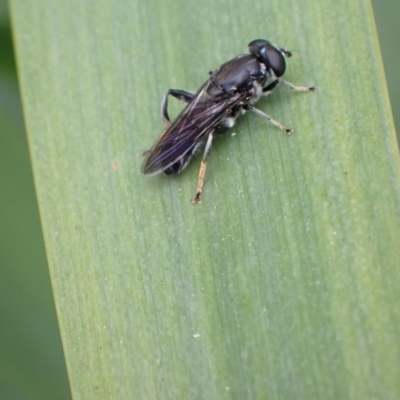 Eumerus sp. (genus) (A hoverfly) at Murrumbateman, NSW - 4 Oct 2022 by SimoneC