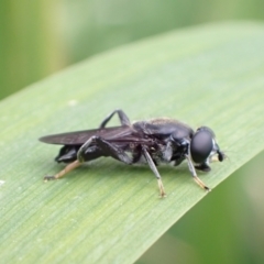 Eumerus sp. (genus) at Murrumbateman, NSW - 4 Oct 2022 01:30 PM