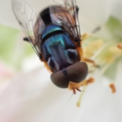 Austalis copiosa (Hover fly) at Murrumbateman, NSW - 4 Oct 2022 by SimoneC