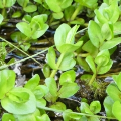 Gratiola pumilo at Yass River, NSW - 2 Oct 2022