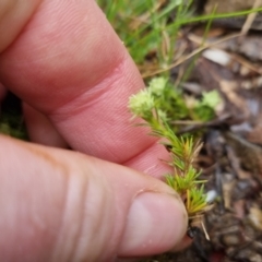 Scleranthus diander at Bungendore, NSW - 5 Oct 2022