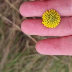 Craspedia variabilis at Bungendore, NSW - suppressed