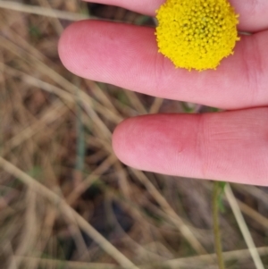 Craspedia variabilis at Bungendore, NSW - suppressed