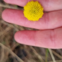 Craspedia variabilis at Bungendore, NSW - suppressed