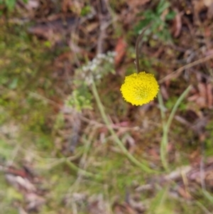 Craspedia variabilis at Bungendore, NSW - suppressed