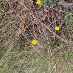 Craspedia variabilis at Bungendore, NSW - suppressed